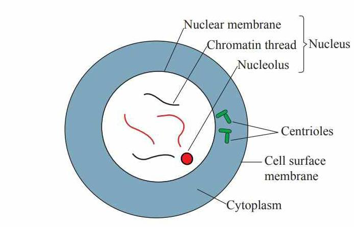 Diagram of a cell in interphase showing nucleus, nucleolus, chromatin thread and centrioles