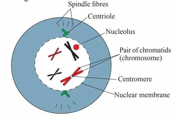 Diagram of prophase showing spindle fibres, centriole, nucleolus and pairs of chromatids