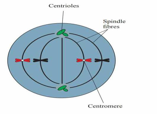 Diagram of metaphase showing chromosomes lined up at the equator of the spindle