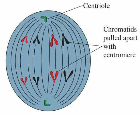 Diagram of anaphase showing chromatids being pulled apart with centromere