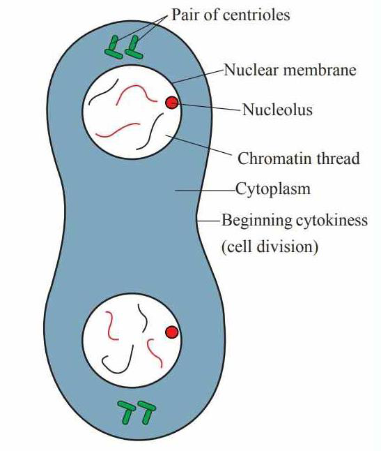 Diagram of telophase showing two forming nuclei and beginning of cytokinesis