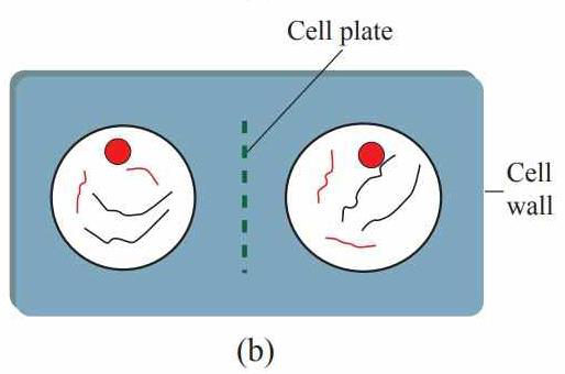 Diagram of cytokinesis in plant cell showing cell plate