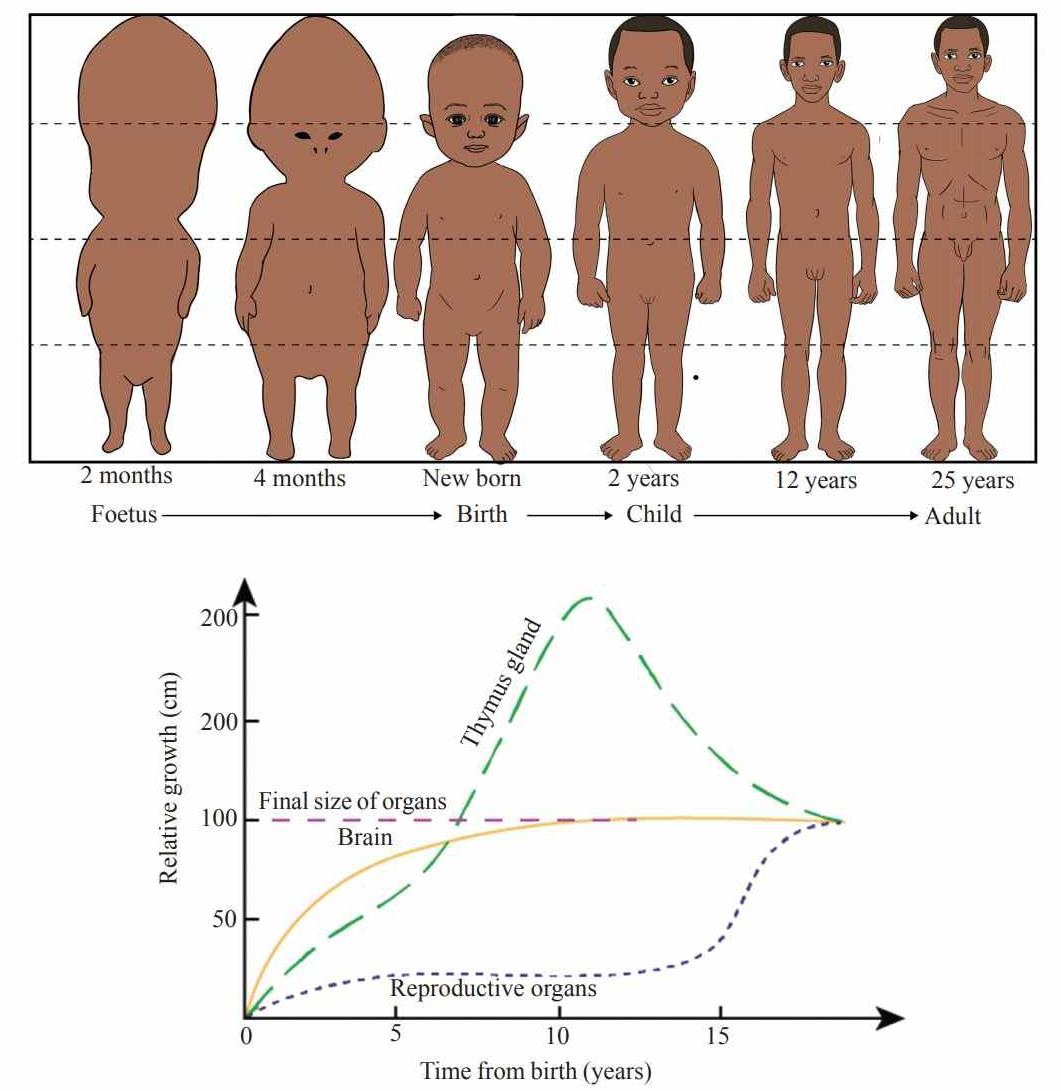 Illustration of human body proportions from foetus to adult, and a graph of relative growth of thymus gland, brain and reproductive organs