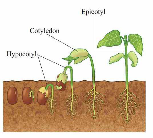 Diagram showing stages of epigeal germination with cotyledon and hypocotyl above the soil