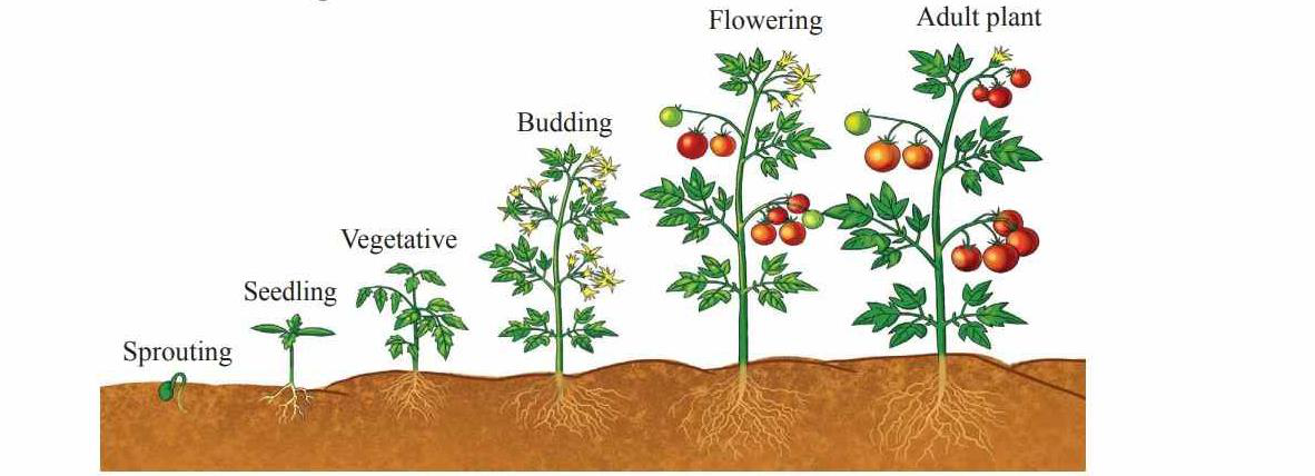 Illustration of a tomato plant's development stages: sprouting, seedling, vegetative, budding, flowering, adult plant