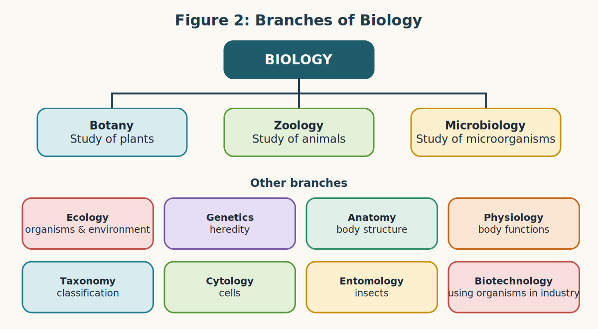 Tree diagram of main and other branches of biology